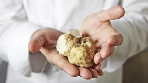 White truffle: fall luxury