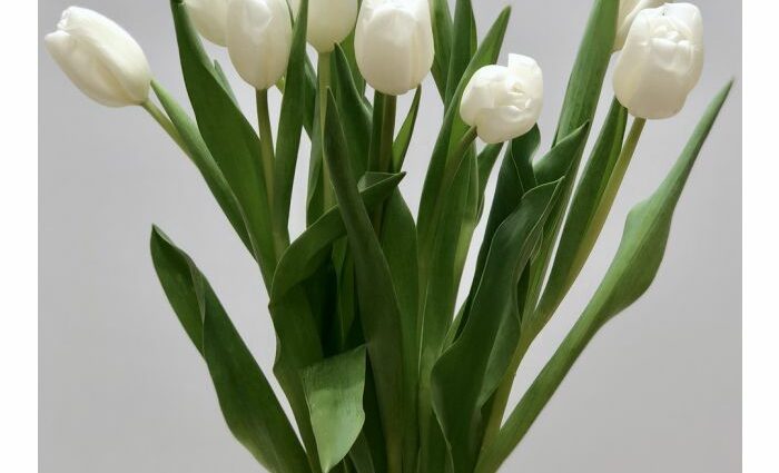 Hvite tulipaner