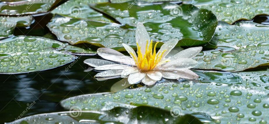 White water lily in landscape design