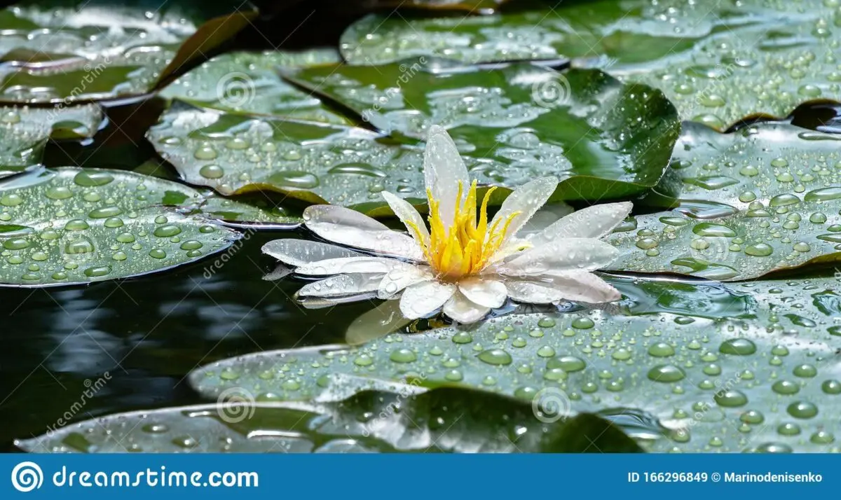 White water lily in landscape design