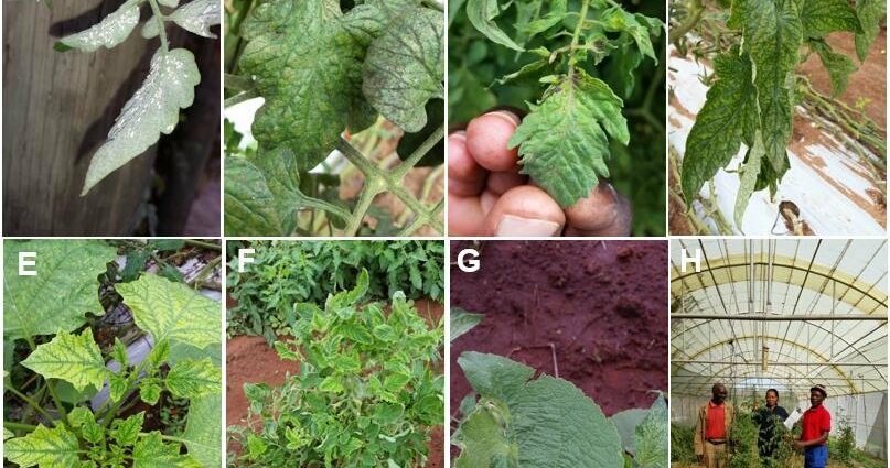 Whitefly on tomatoes in a greenhouse