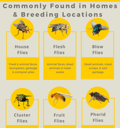 Why are there a lot of flies in the house, how to get rid of