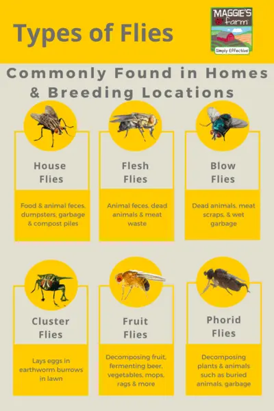 Why are there a lot of flies in the house, how to get rid of