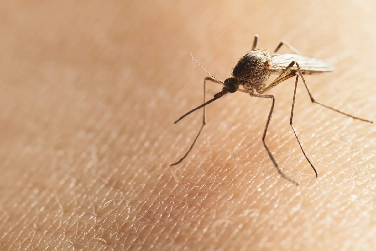 Why are there so many mosquitoes this year?