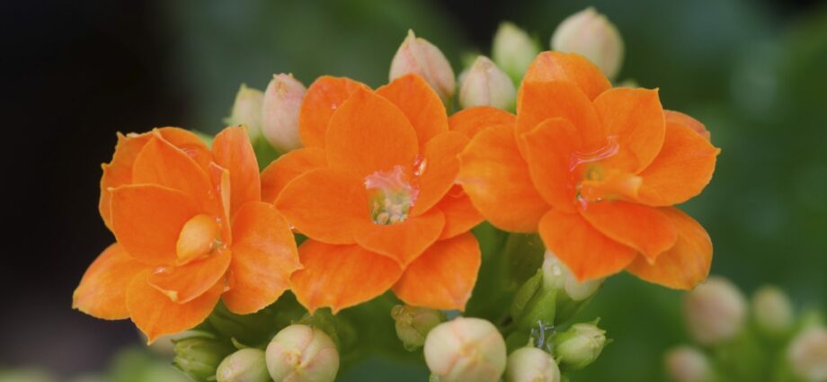 Dlaczego kwitnące Kalanchoe nie kwitnie i jak sprawić, by kwitło