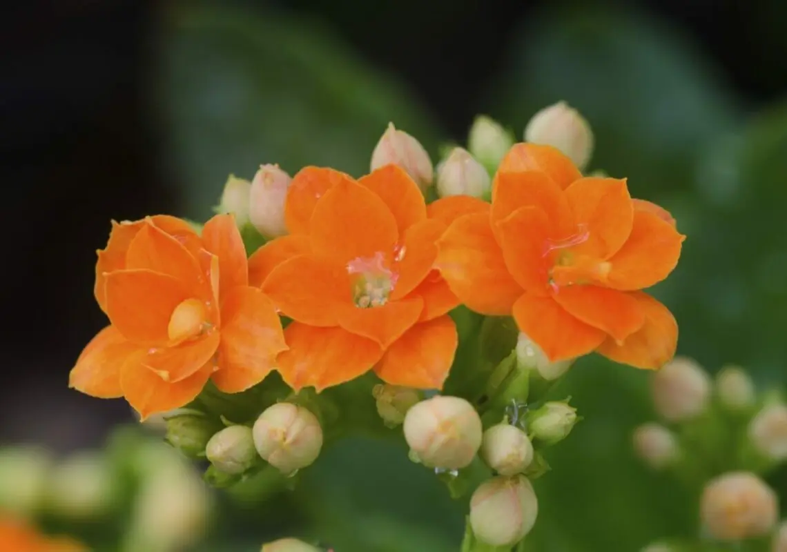 Why blooming Kalanchoe does not bloom and how to make it bloom