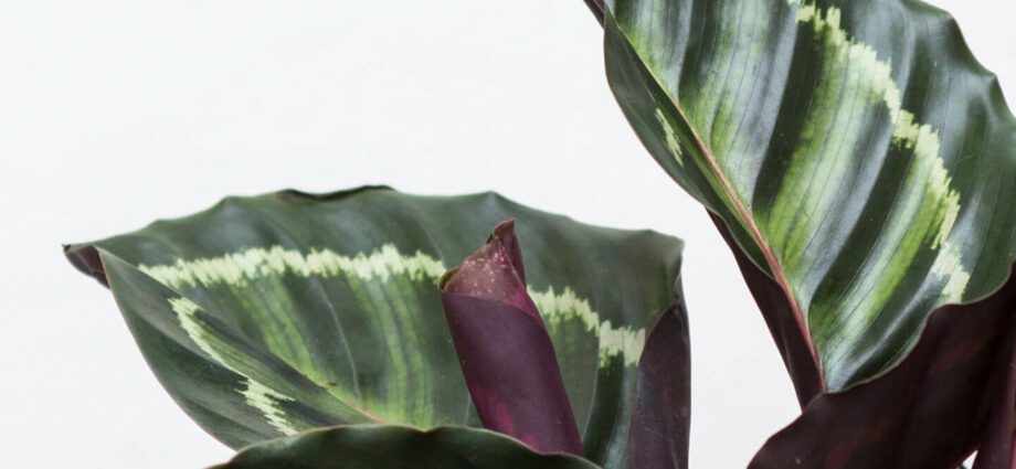 Why calathea dries and leaves curl