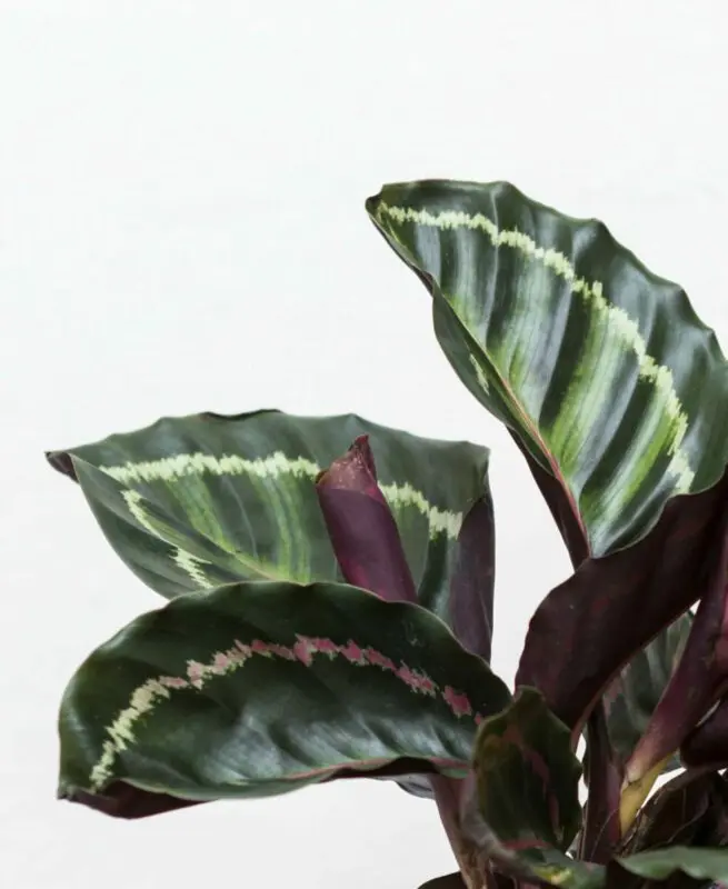 Why calathea dries and leaves curl