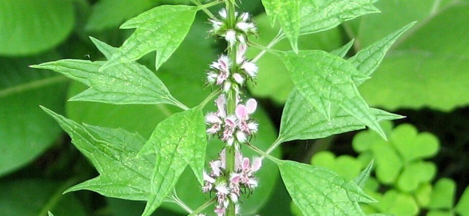 Why can&#8217;t motherwort during pregnancy