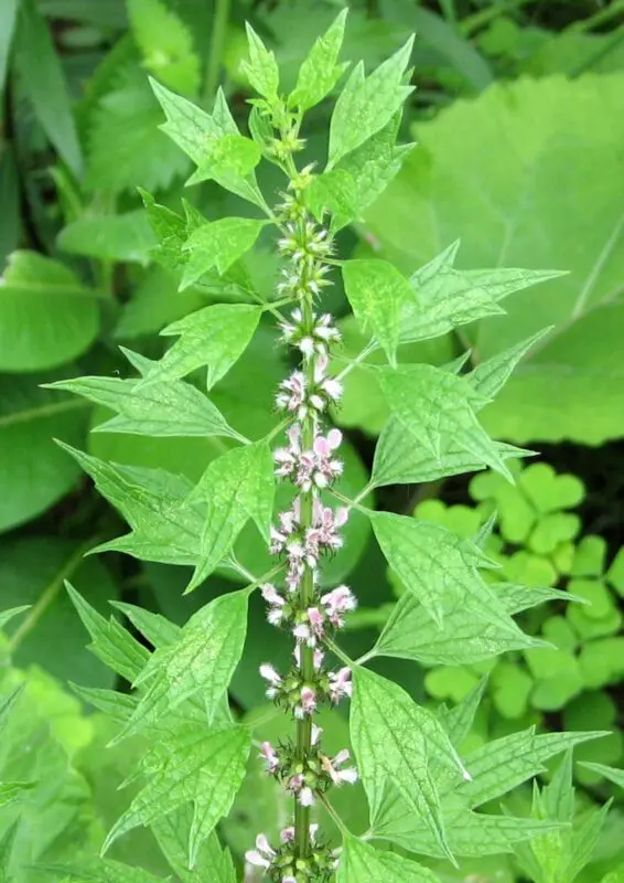 Why can&#8217;t motherwort during pregnancy