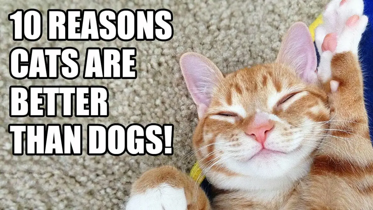 Why Cats Are Better Than Dogs: 10 Reasons