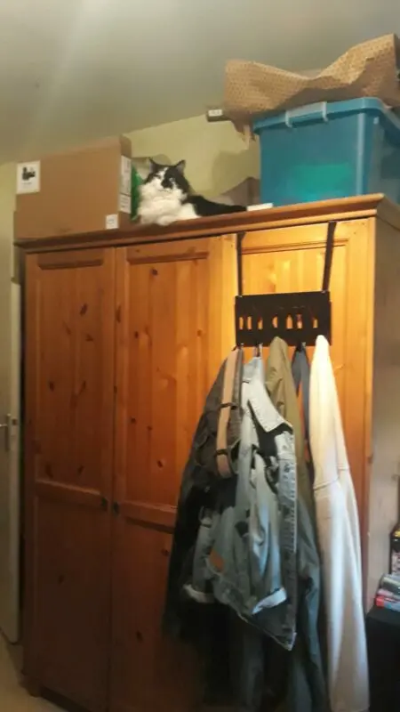 Why cats love to climb into closets and drawers