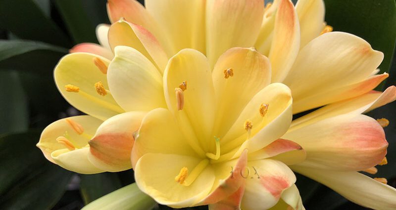 Why clivia does not bloom and what to do with it