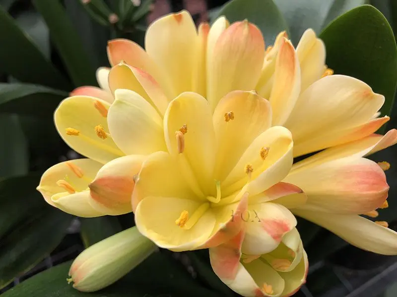 Why clivia does not bloom and what to do with it