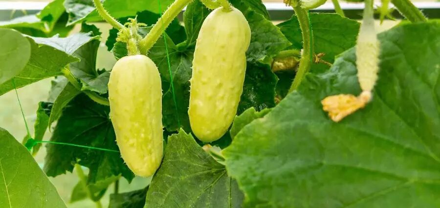 Perchè i cetrioli diventanu gialli è si marchjanu in serra: 7 motivi