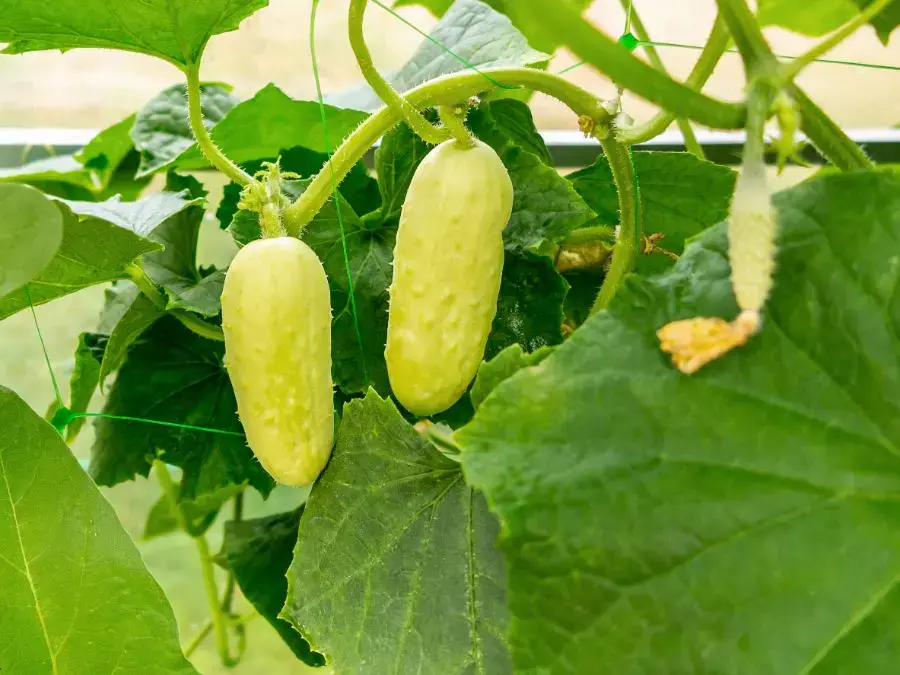 Why cucumbers turn yellow and wither in a greenhouse: 7 reasons