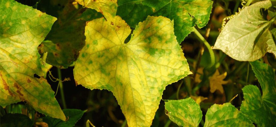 Why do cucumber leaves turn yellow and dry, what to do