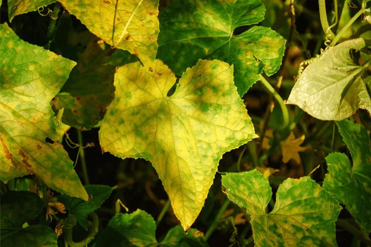 Why do cucumber leaves turn yellow and dry, what to do