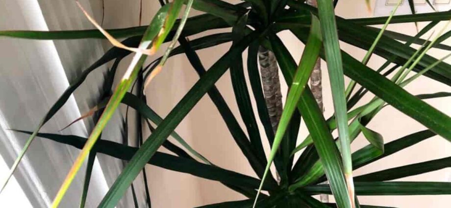 Why do dracaena leaf tips dry?