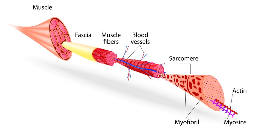 Why do muscles hurt and how to deal with it?