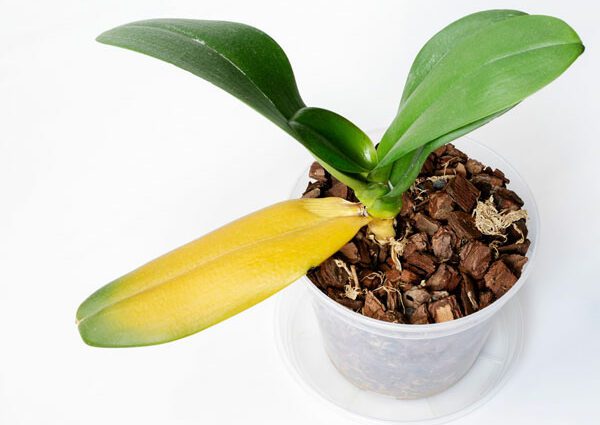 Why do Phalaenopsis leaves turn yellow?