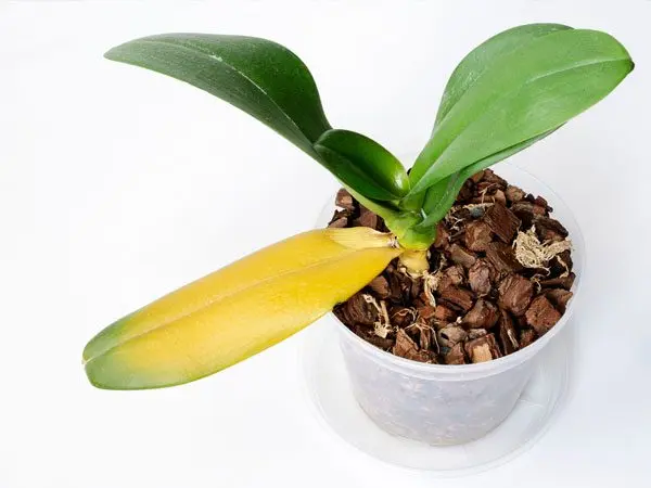 Why do Phalaenopsis leaves turn yellow?