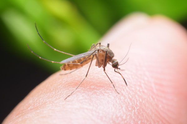 Why do some mosquitoes bite, while others do not?