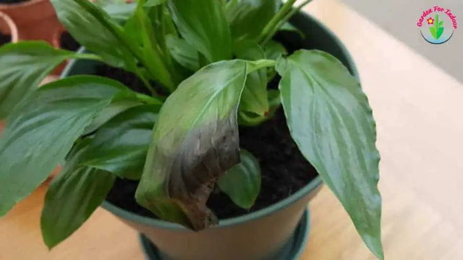 Why do spathiphyllum leaves dry