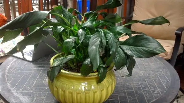 Why do spathiphyllum leaves turn yellow, what to do