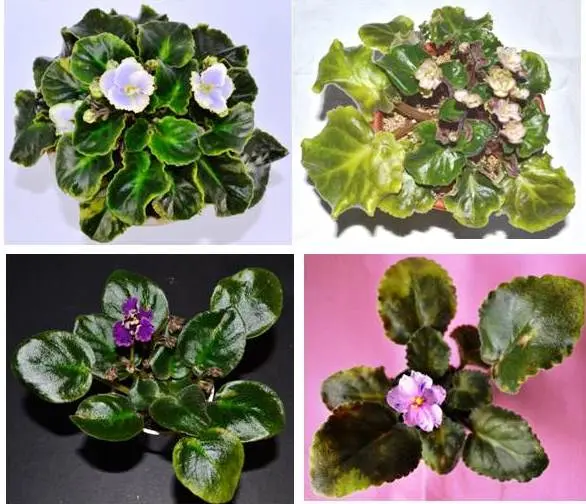 Why do violets turn yellow leaves