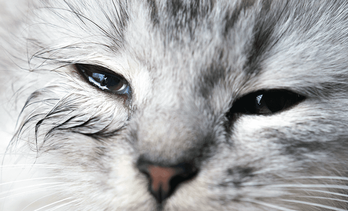 Why does a cat have watery eyes?