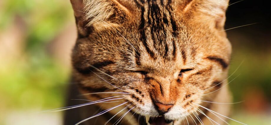 Why does a cat sneeze all the time?