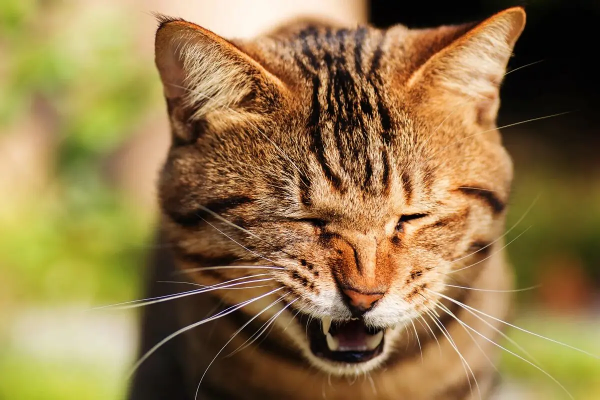 Why does a cat sneeze all the time?