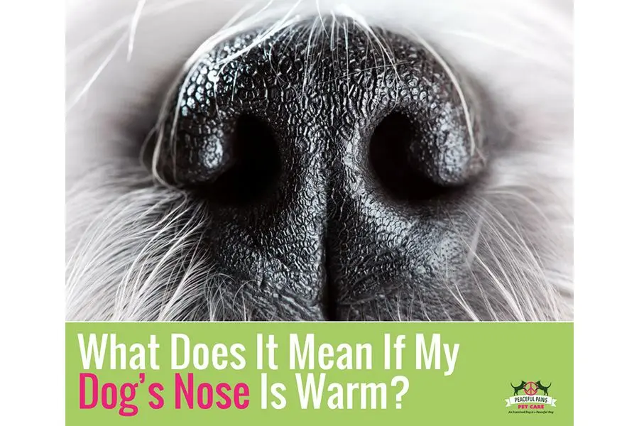 Why does a dog have a hot nose?