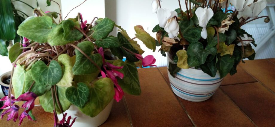 Why does cyclamen turn yellow, what to do