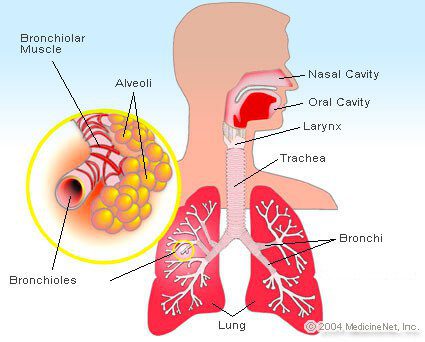 Why does fluid accumulate in the lungs: the doctor answers