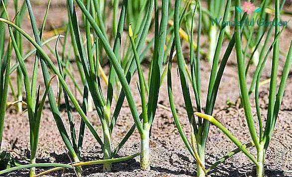 Why does garlic turn yellow in the spring in the garden, and what to do about it