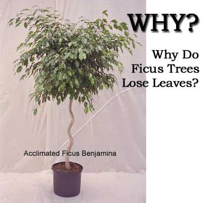 Why does the ficus shed its leaves and what to do at the same time