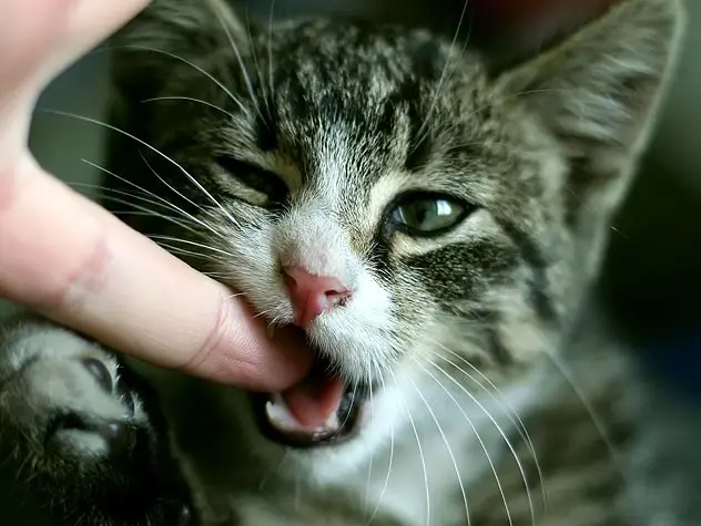 Why does the kitten bite, what to do