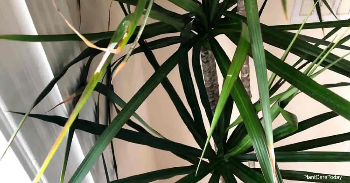 Why dracaena dries and what to do with it