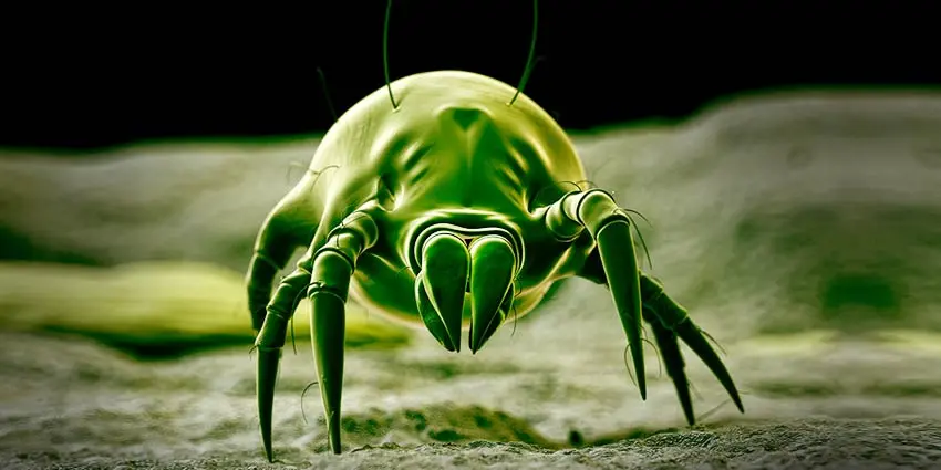 Why dust mites are dangerous and how to deal with them