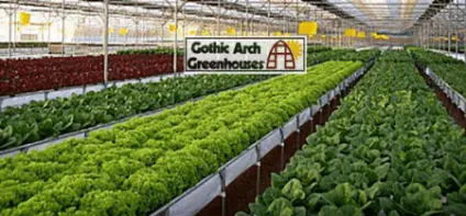 Why greenhouse vegetables are better