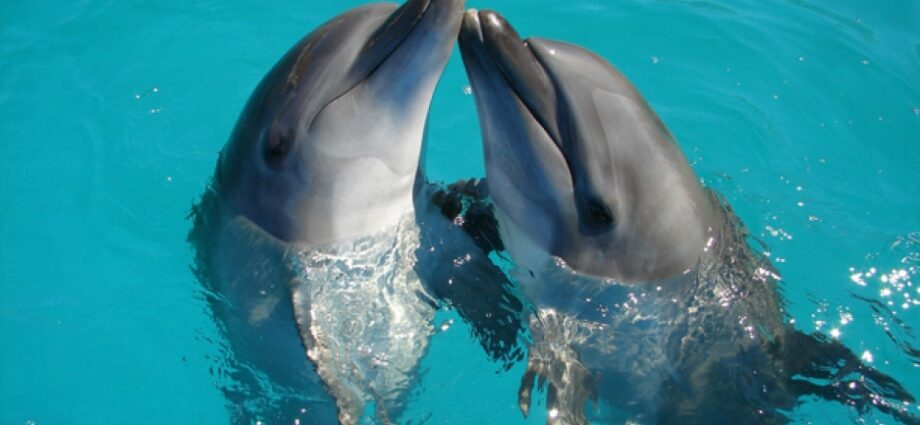 Why is it useful for a child to communicate with dolphins