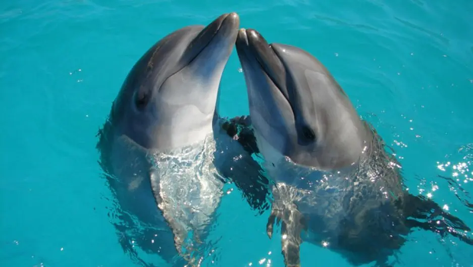 Why is it useful for a child to communicate with dolphins