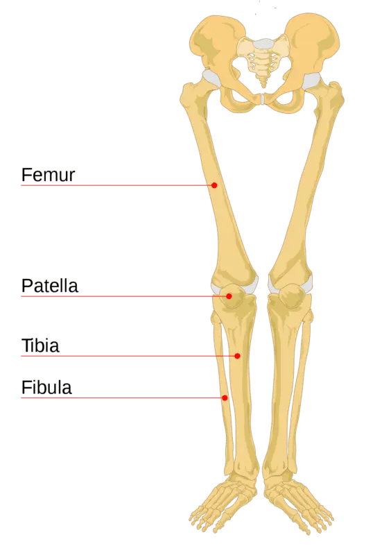 Why is the &#8220;bone&#8221; on the leg dangerous and should it be removed?