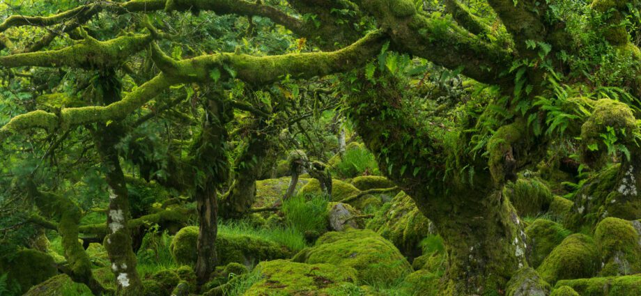 Why moss grows in the country, and how to get rid of it