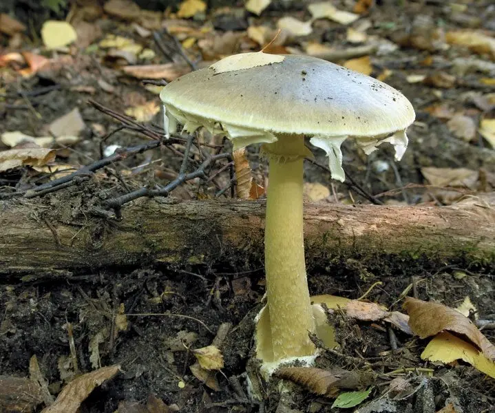 Why mushrooms are dangerous