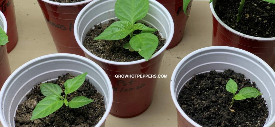 Why pepper seedlings grow poorly, what to do