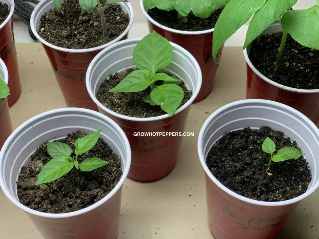 Why pepper seedlings grow poorly, what to do