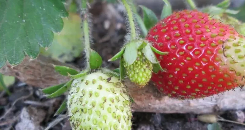 Why relocate strawberries and what to plant in the garden after it